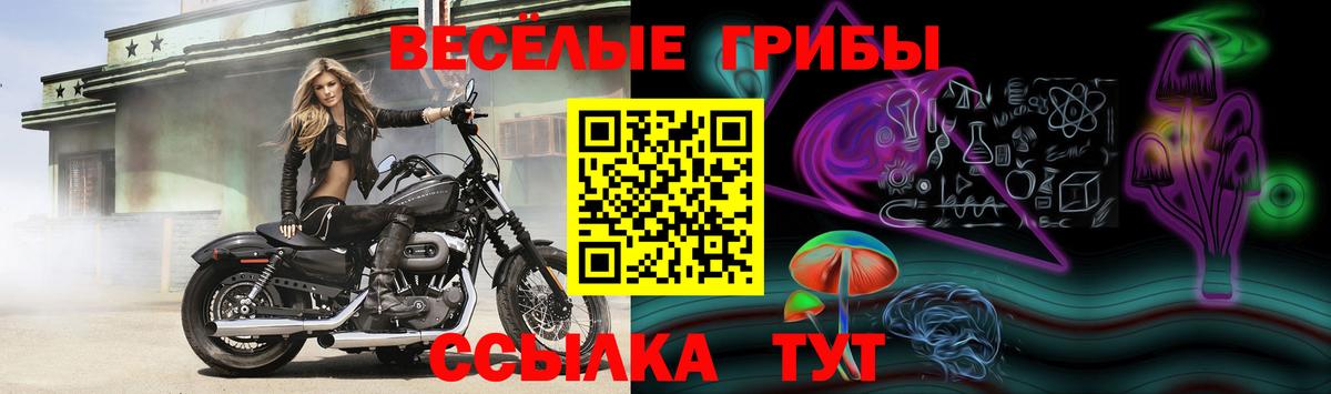 Псилоцибиновые грибы GOLDEN TEACHER  Вход с VPN  Камышин  Псилоцибиновые грибы MAGIC MUSHROOMS 